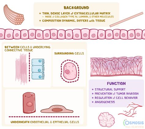 Basal Lamina Vs Basement Membrane