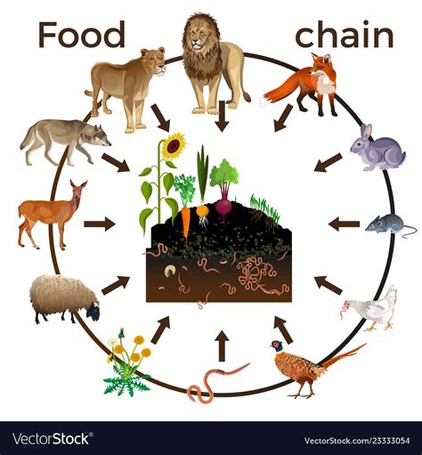 Food chain animals Royalty Free Vector Image - VectorStock