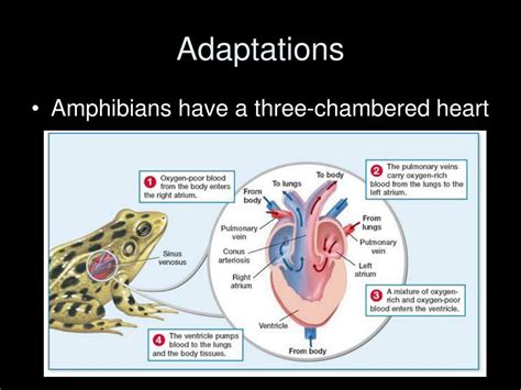 PPT - Amphibians Class Amphibia PowerPoint Presentation, free download ...