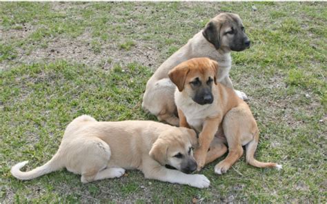 Anatolian Shepherd Puppies for Sale - Marble Peaks Ranch