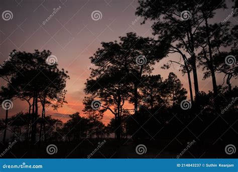 Sunset Landscape in the Jungle , Silhouette Nature Photography , Shadow Concept , Forest Texture ...