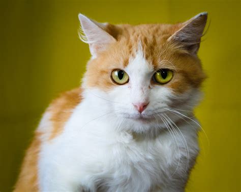 yellow-cat.jpg | Quixote Images - Pet and Family Portrait photography