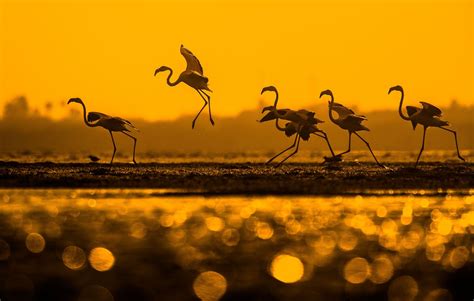 Flamingo Migration Image | National Geographic Your Shot Photo of the Day