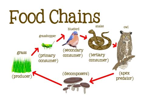 Food Chain Examples For Kids