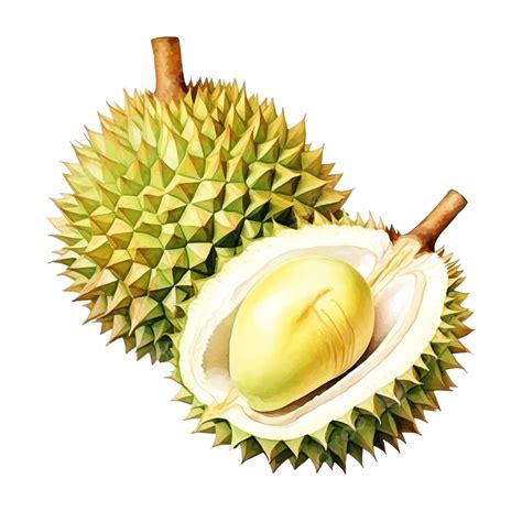 Watercolor Durian Fruit Clip Art, Watercolor, Fruit, Food PNG ...