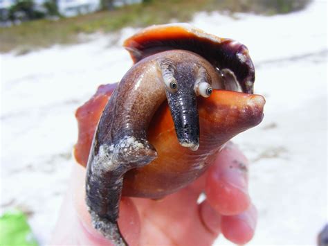 🔥 Conch shells that washed up after Hurricane Matthew, Nassau, Bahamas : r/NatureIsFuckingLit