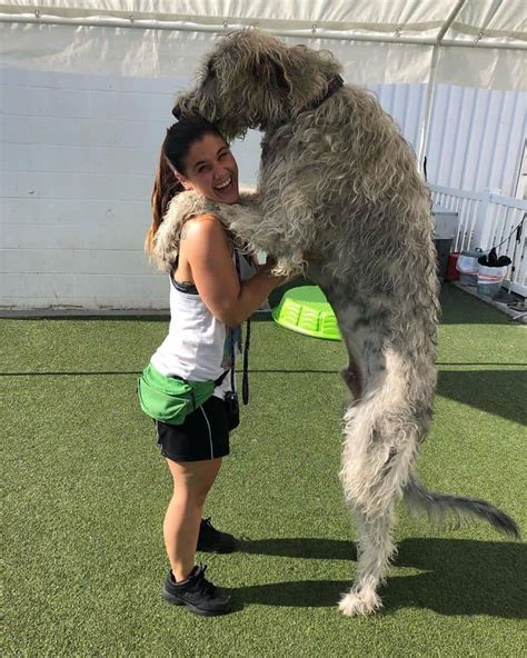 5 Instagram Pic's That Show Just How Big And Great An Irish Wolfhound Is