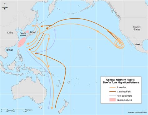 Tuna Migration – Tuna Guide