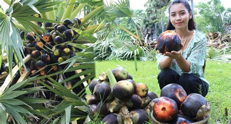 The National Tree of Cambodia: Exploring the Culture and History of the ...