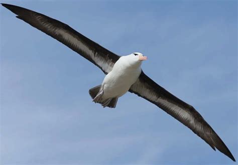 The Wandering Albatross | Critter Science