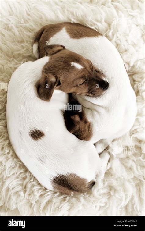 Two Jack Russell puppies sleeping Stock Photo - Alamy