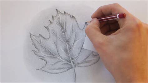 Realistic Leaf Pencil Drawing - bestpencildrawing