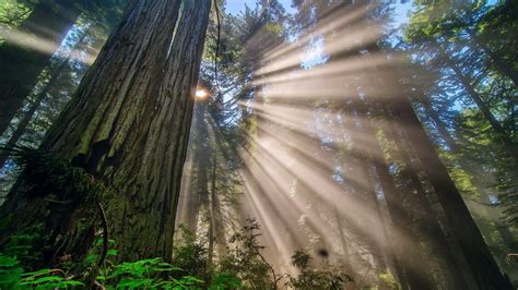 forest, Trees, Redwood Wallpapers HD / Desktop and Mobile Backgrounds