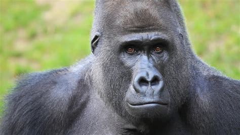 Facial Gesture And Face Caring Of A Gorilla Male, Severe Silverback. Expression Of The Great Ape ...