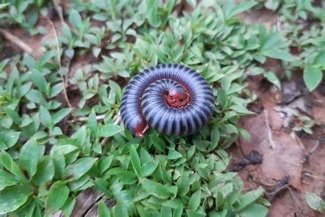 7 Millipede Predators: What Eats Millipedes? - What's That Bug?