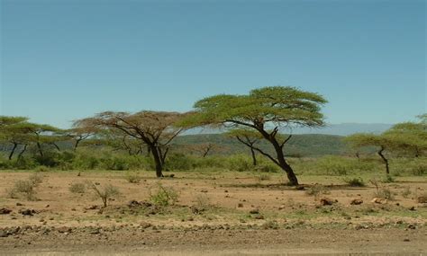 African Plains | African plains, Country roads, Wildlife