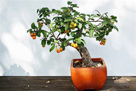 How to Grow Bonsai Fruit Trees | Gardener’s Path