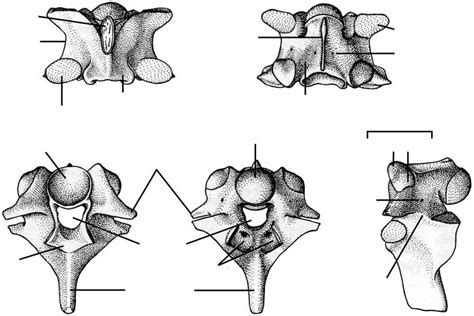 Nomenclature of a snake vertebra (mid−trunk), as exemplified by the ...