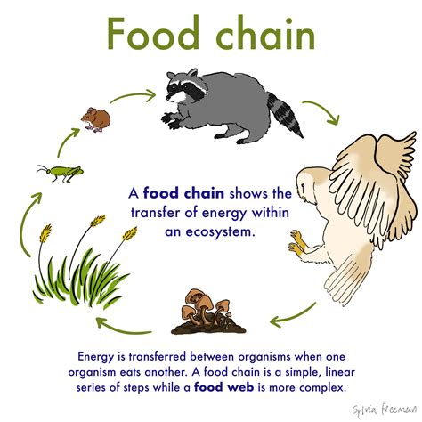 Diagram Of A Food Chain