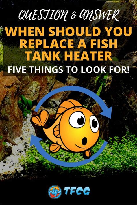 When Should You Replace A Fish Tank Heater? 5 Things To Look For! | TFCG