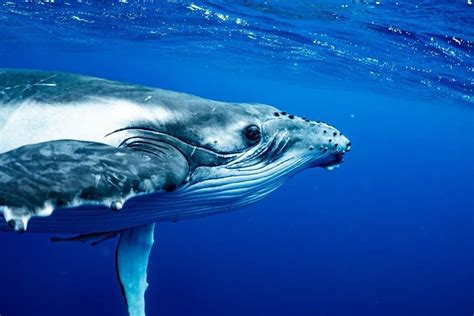 Humpback Whale Animal Facts | Megaptera novaeangliae - AZ Animals