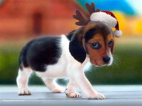 Christmas Dog Desktop Wallpaper - WallpaperSafari