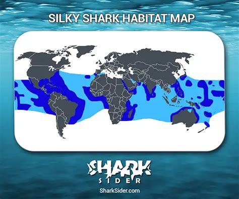 Learn Interesting Shark Facts About The Silky Shark - Shark Sider