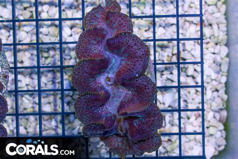 Maxima Clam – Australia | Corals.com