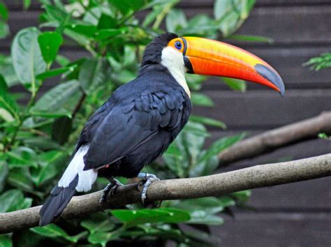 Toco Toucan – Things Guyana