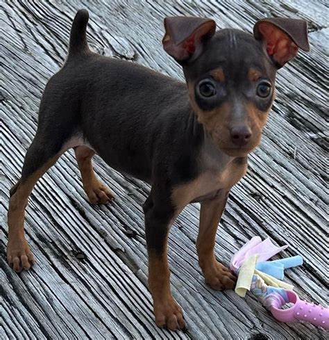 Miniature Pinscher (Min Pin) Puppies For Sale