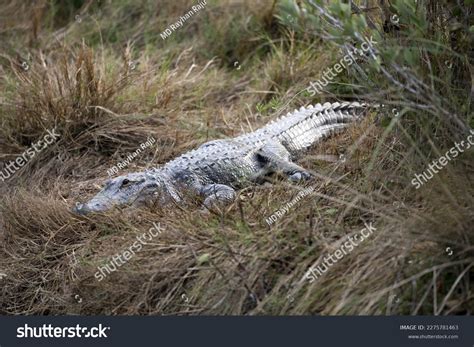 Alligator Habitat: Over 3,644 Royalty-Free Licensable Stock Photos | Shutterstock