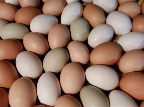 10 Best Brown Egg Laying Chicken Breeds