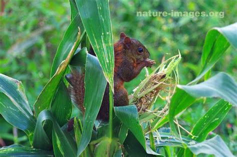 Red-tailed squirrel eating corn – Nature-images.org