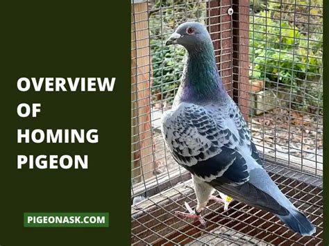 Homing Pigeon: History And Breed Guide - Pigeon Ask