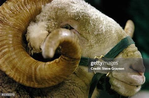 184 Colorado State Rams Mascot Stock Photos, High-Res Pictures, and Images - Getty Images