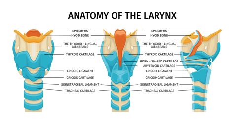 Larynx Cartilage Anatomy Composition 26322388 Vector Art at Vecteezy