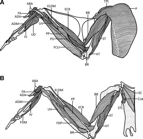 Eagle Muscle Anatomy