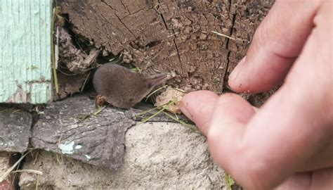 Difference Between a Mole & a Shrew | Sciencing