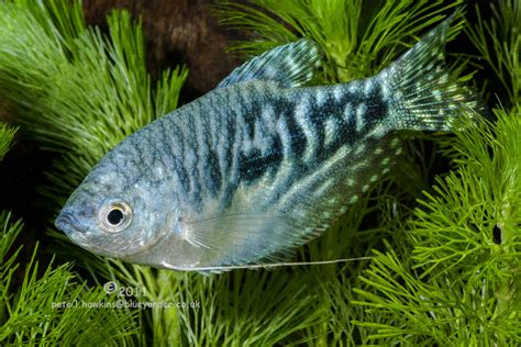 Opaline Gourami Fish - Profile | Care | Facts - SeaFish