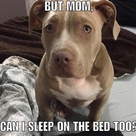 50+ Best Pitbull Memes