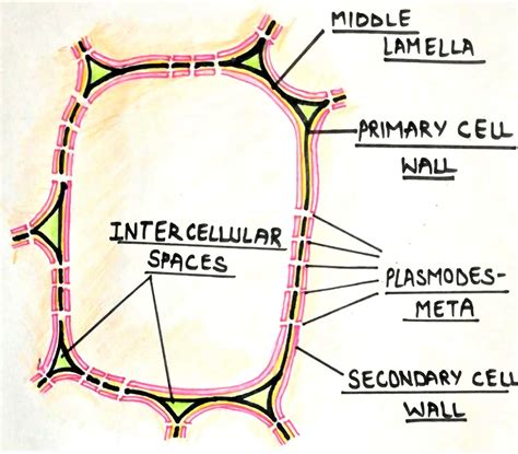 Plant Cell Wall Layers