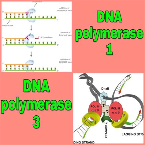 Dna Polymerase 3 Vs 1: Understanding The Differences – Universe Rant