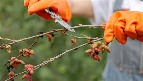 Pruning Mulberry Trees: Complete Guide From Start to Finish