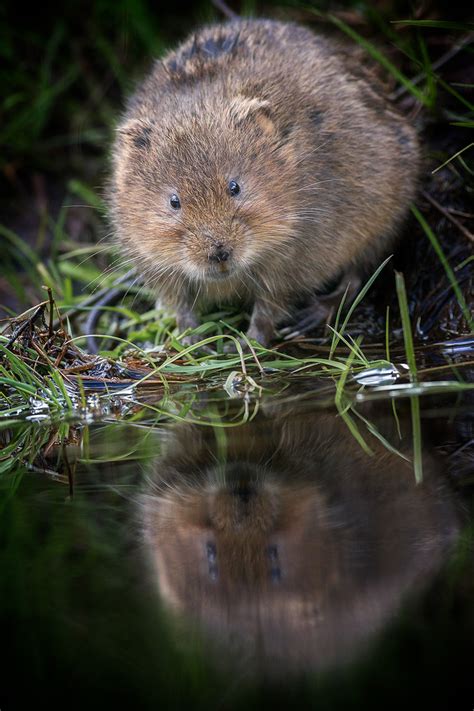 Water Voles - Peak District Wildlife Photography