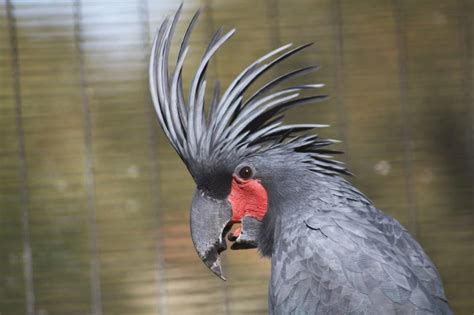 25 Fabulous Birds With Mohawks - Bird Advisors