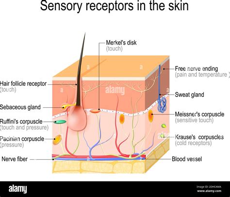 sensory receptors in the skin. Pressure, vibration, temperature, pain and itching are ...