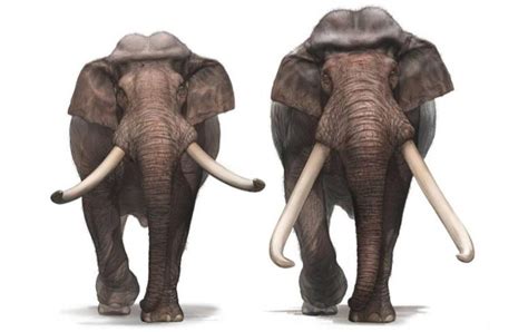 Intriguing Details of Giant Straight-Tusked Elephants Chronicled in New Study