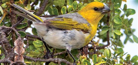 Hawai‘i's Endangered Birds