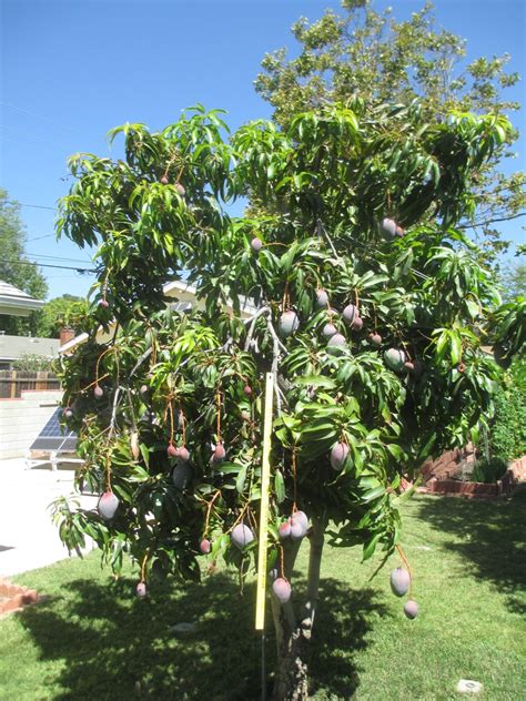 There’s a Potential Mango Tree in Every Mango – The Smarter Gardener