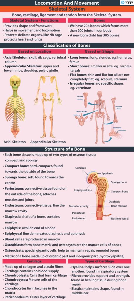 Skeletal System Function